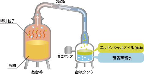 フルーツルーツのエッセンシャルオイル（精油）の製法