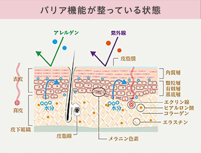 バリア機能が整っている状態