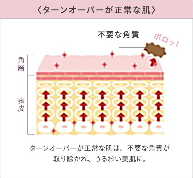 〈ターンオーバーが正常な肌〉